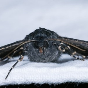 Melanodes anthracitaria at Melba, ACT - 15 Nov 2020 12:04 AM