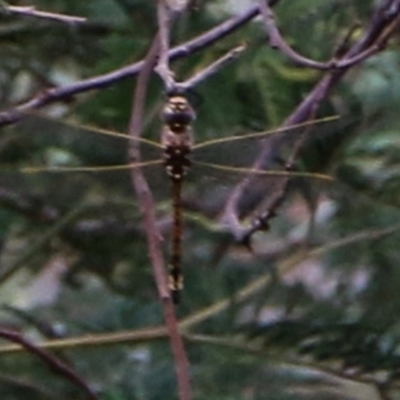 Unidentified Dragonfly & Damselfly (Odonata) at Wodonga Regional Park - 8 Dec 2020 by Kyliegw