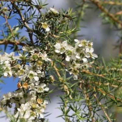 Leptospermum continentale (Prickly Teatree) at Wodonga Regional Park - 8 Dec 2020 by Kyliegw