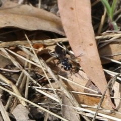 Crabroninae (subfamily) (Unidentified solitary wasp) at Wodonga - 8 Dec 2020 by Kyliegw