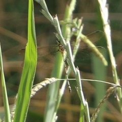 Anisoptera (suborder) (Unidentified dragonfly) at Wodonga Regional Park - 8 Dec 2020 by KylieWaldon