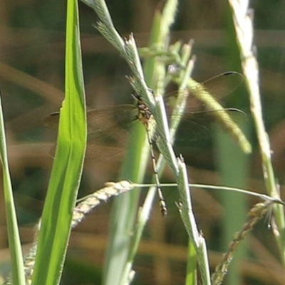 Unidentified Damselfly (Zygoptera) at Wodonga Regional Park - 8 Dec 2020 by Kyliegw