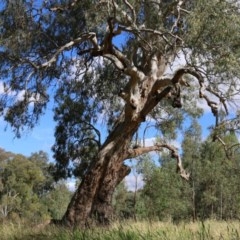 Eucalyptus camaldulensis subsp. camaldulensis (River Red Gum) at Wodonga Regional Park - 8 Dec 2020 by KylieWaldon