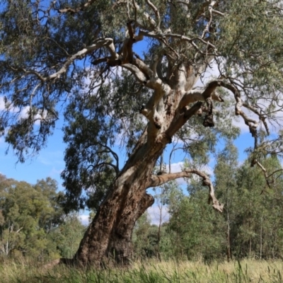 Eucalyptus camaldulensis subsp. camaldulensis (River Red Gum) at Wodonga Regional Park - 8 Dec 2020 by Kyliegw