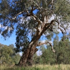 Eucalyptus camaldulensis subsp. camaldulensis (River Red Gum) at Wodonga - 8 Dec 2020 by Kyliegw