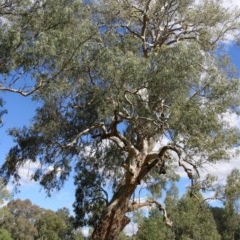Eucalyptus camaldulensis subsp. camaldulensis at Wodonga Regional Park - 8 Dec 2020