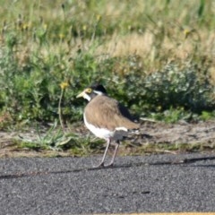 Vanellus tricolor (Banded Lapwing) at Canberra Airport, ACT - 8 Dec 2020 by millsse