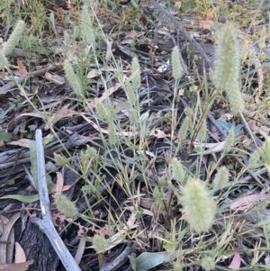 Trifolium angustifolium at Hughes, ACT - 8 Dec 2020