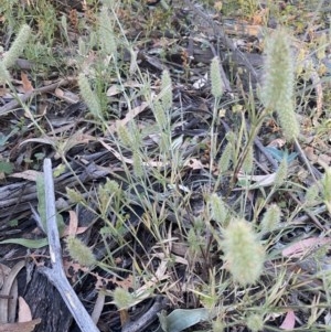 Trifolium angustifolium at Hughes, ACT - 8 Dec 2020 07:48 PM