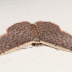 Idaea costaria (White-edged Wave) at Melba, ACT - 15 Nov 2020 by kasiaaus