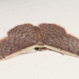 Idaea costaria at Melba, ACT - 15 Nov 2020