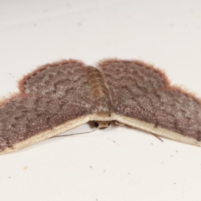 Idaea costaria (White-edged Wave) at Melba, ACT - 15 Nov 2020 by kasiaaus