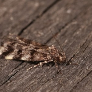 Barea phaeomochla at Melba, ACT - 15 Nov 2020 12:08 AM