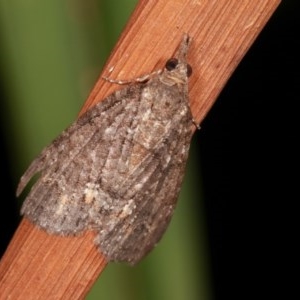 Microdes squamulata at Melba, ACT - 15 Nov 2020