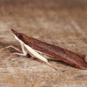 Uresiphita ornithopteralis at Melba, ACT - 15 Nov 2020