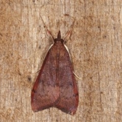 Uresiphita ornithopteralis at Melba, ACT - 15 Nov 2020