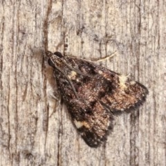Heliothela ophideresana (A Crambid Moth (Scopariinae)) at Melba, ACT - 15 Nov 2020 by kasiaaus