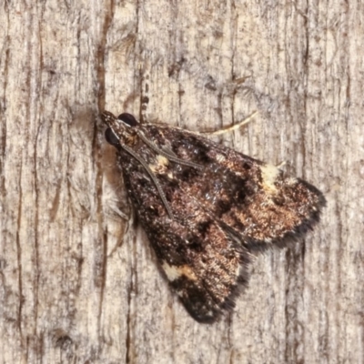 Heliothela ophideresana (A Crambid Moth (Scopariinae)) at Melba, ACT - 14 Nov 2020 by kasiaaus