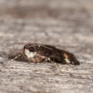 Heliothela ophideresana at Melba, ACT - 15 Nov 2020 12:20 AM