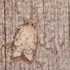 Garrha (genus) (A concealer moth) at Melba, ACT - 14 Nov 2020 by kasiaaus