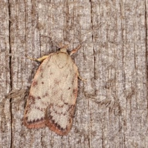 Garrha (genus) at Melba, ACT - 15 Nov 2020 12:22 AM