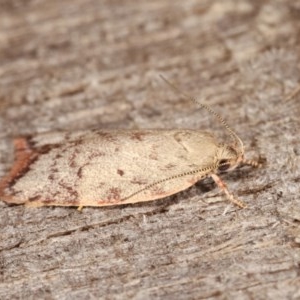 Garrha (genus) at Melba, ACT - 15 Nov 2020 12:22 AM