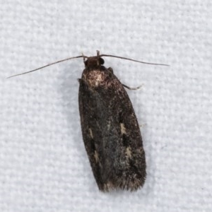 Barea (genus) at Melba, ACT - 15 Nov 2020 12:24 AM