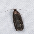 Barea (genus) at Melba, ACT - 14 Nov 2020
