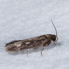 Barea (genus) at Melba, ACT - 15 Nov 2020