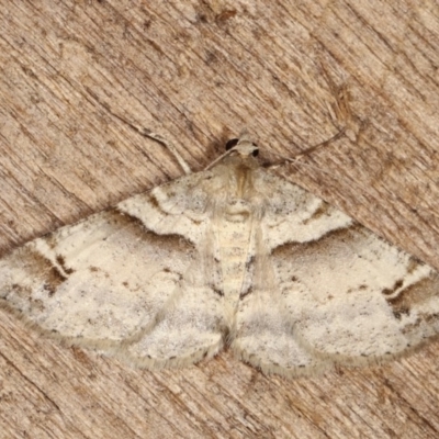 Syneora hemeropa (Ring-tipped Bark Moth) at Melba, ACT - 15 Nov 2020 by kasiaaus