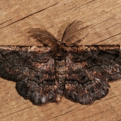 Pholodes sinistraria (Sinister or Frilled Bark Moth) at Melba, ACT - 15 Nov 2020 by kasiaaus