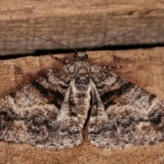 Gastrinodes argoplaca (Cryptic Bark Moth) at Melba, ACT - 15 Nov 2020 by kasiaaus