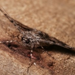 Gastrinodes argoplaca at Melba, ACT - 15 Nov 2020 12:28 AM