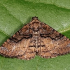 Aporoctena undescribed species (A Geometrid moth (Ennominae)) at Melba, ACT - 15 Nov 2020 by kasiaaus