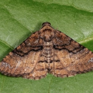 Aporoctena undescribed species at Melba, ACT - 15 Nov 2020 12:30 AM