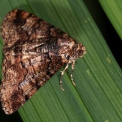 Aporoctena undescribed species at Melba, ACT - 15 Nov 2020 12:30 AM