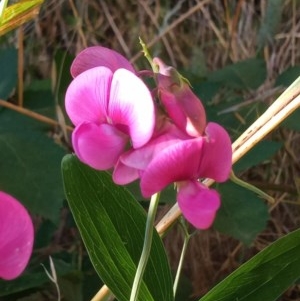 Lathyrus latifolius at Chisholm, ACT - 8 Dec 2020 06:57 PM