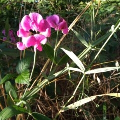 Lathyrus latifolius at Chisholm, ACT - 8 Dec 2020