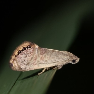 Eupselia melanostrepta (A Twig moth) at Melba, ACT - 14 Nov 2020 by kasiaaus