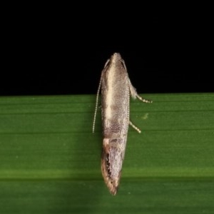 Eupselia melanostrepta at Melba, ACT - 15 Nov 2020 12:34 AM