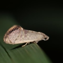 Eupselia melanostrepta at Melba, ACT - 15 Nov 2020 12:34 AM