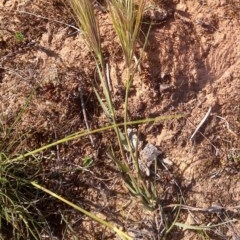 Aristida behriana (Bunch Wiregrass) at Nangus, NSW - 1 Oct 2019 by abread111