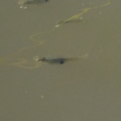 Gambusia holbrooki (Gambusia, Plague minnow, Mosquito fish) at Jerrabomberra Wetlands - 8 Dec 2020 by Ct1000