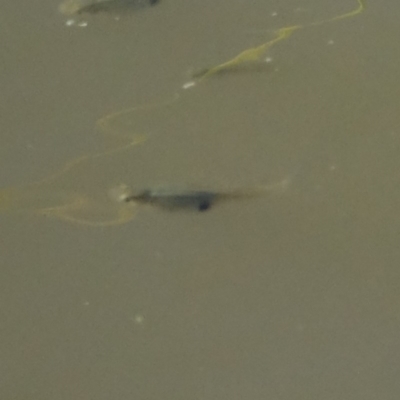 Gambusia holbrooki (Gambusia, Plague minnow, Mosquito fish) at Jerrabomberra Wetlands - 8 Dec 2020 by Ct1000