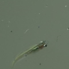 Gambusia holbrooki (Gambusia, Plague minnow, Mosquito fish) at Fyshwick, ACT - 8 Dec 2020 by Ct1000