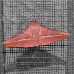 Oenochroma vinaria (Pink-bellied Moth, Hakea Wine Moth) at Wanniassa, ACT - 8 Dec 2020 by JohnBundock