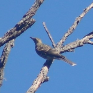 Oriolus sagittatus at Quaama, NSW - 1 Dec 2020