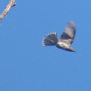 Oriolus sagittatus at Quaama, NSW - 1 Dec 2020