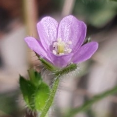 Geranium solanderi var. solanderi (Native Geranium) at Cook, ACT - 7 Dec 2020 by drakes