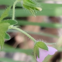 Geranium solanderi var. solanderi at Cook, ACT - 7 Dec 2020